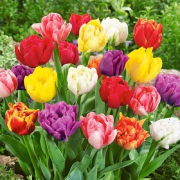 Tulipan Double mixed maliny