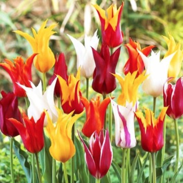 Tulipan Lilly flowering mixed maliny