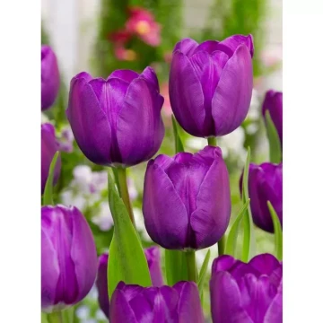 tulipan-negrita-1-24