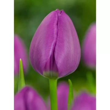 tulipan-negrita-2-82