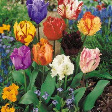 tulipan-parrot-mix-kolorow-5-ceb-gratis-nazwa-lacinska-tulipa