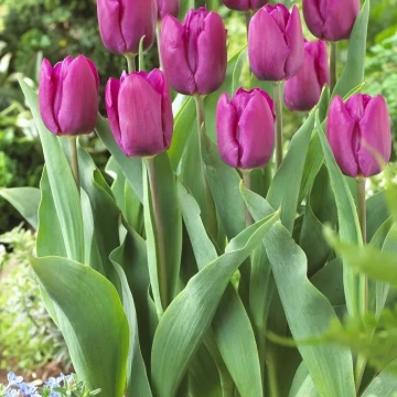 tulipan-purple-prince