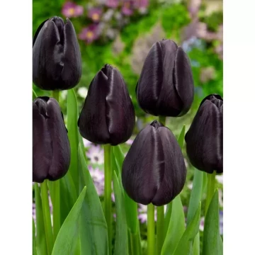 tulipan-queen-of-night-1-17
