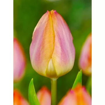 tulipan-salmon-prince-11