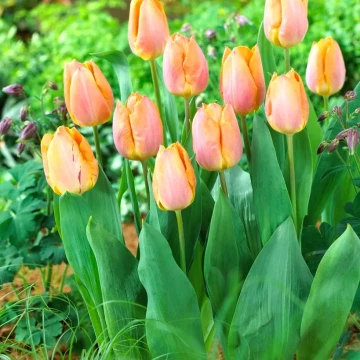 tulipan-salmon-prince1