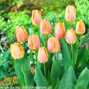 tulipan-salmon-prince1m