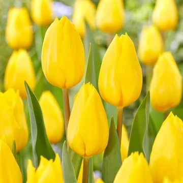 tulipan-strong-gold