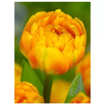 tulipan-sunlover-fa-19