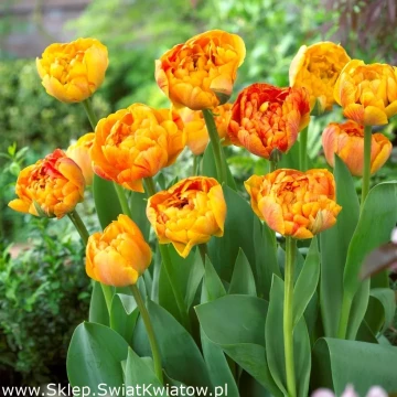 tulipan-sunlover-min