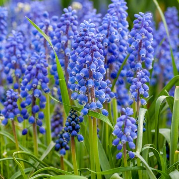 Szafirki  prostokąt dół lewa